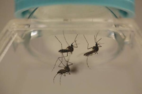 mosquito-chikungunya-dengue